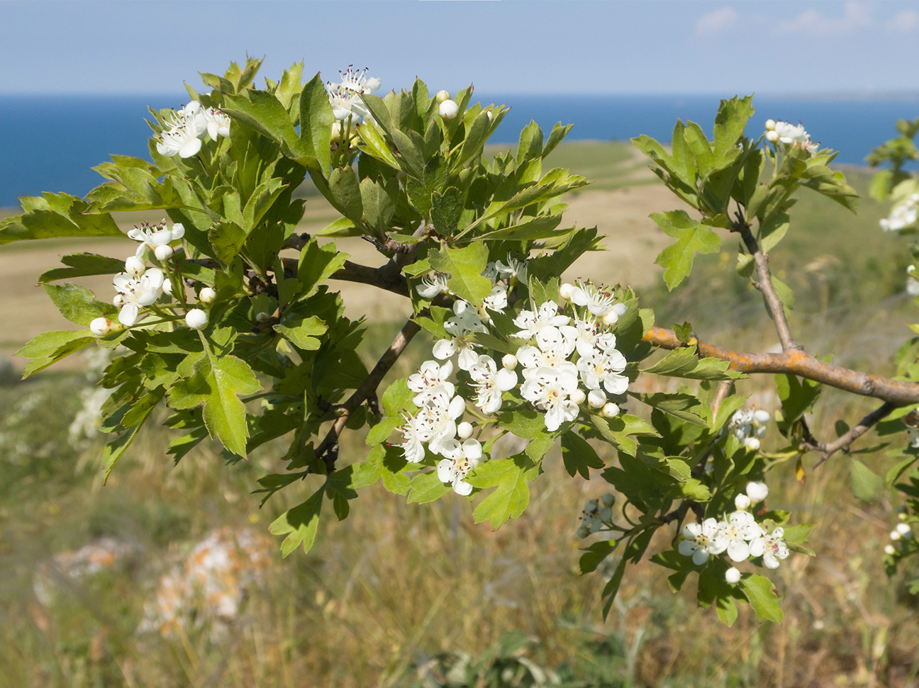 Изображение особи Crataegus rhipidophylla.