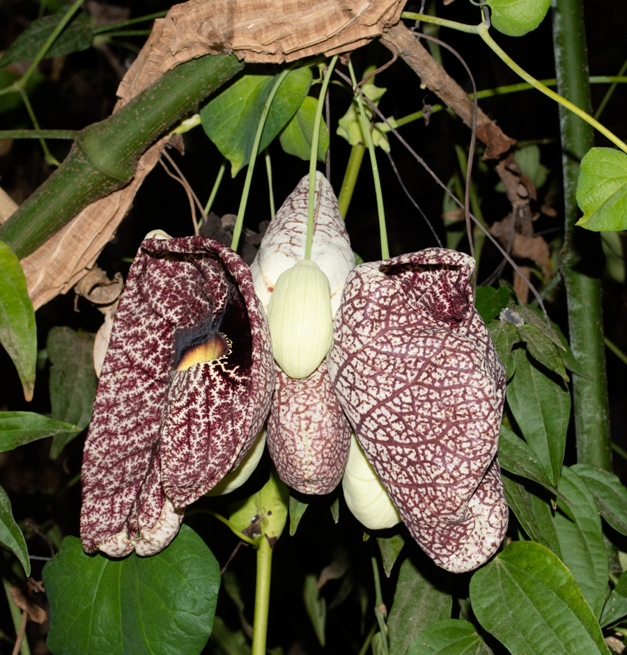 Изображение особи Aristolochia gigantea.