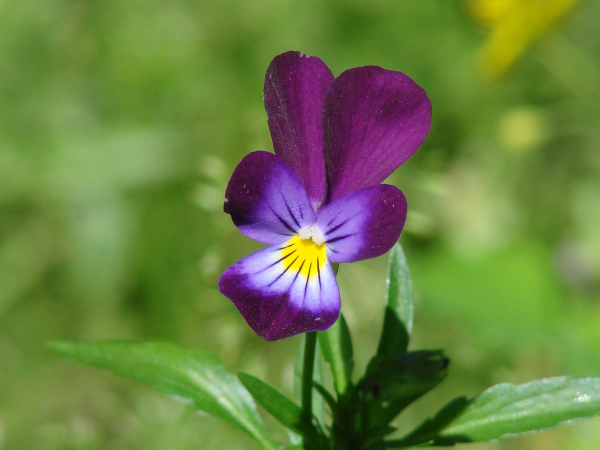 Изображение особи Viola tricolor.