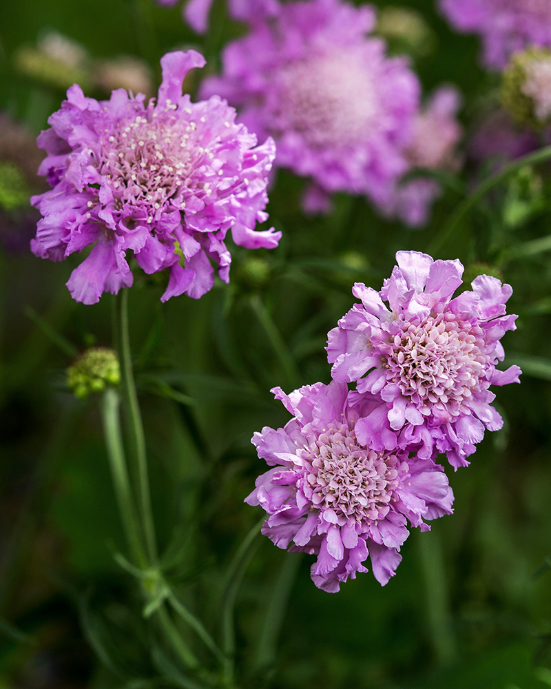 Image of Scabiosa columbaria specimen.