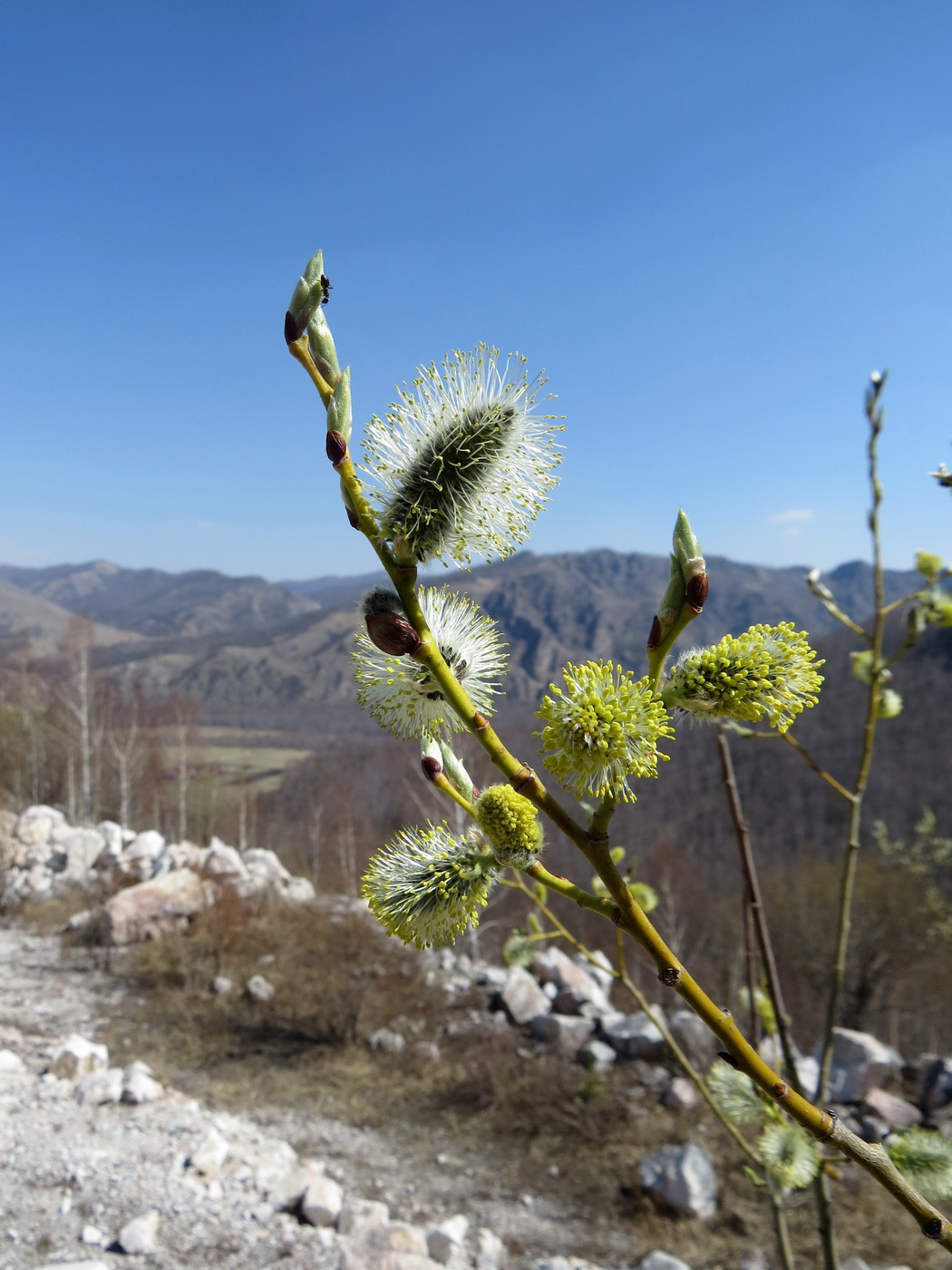 Image of Salix caprea specimen.