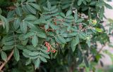 Schinus terebinthifolia. Верхушка ветки с соплодиями. Израиль, г. Бат-Ям, в культуре. 04.01.2022.