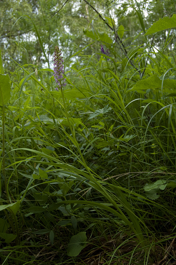 Изображение особи Gymnadenia conopsea.