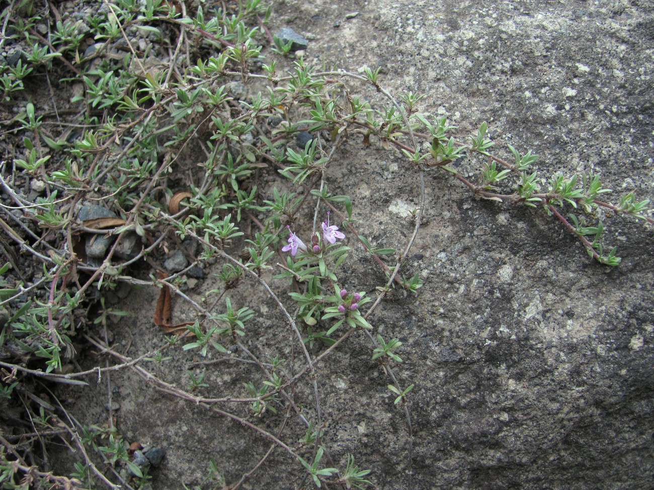 Image of Thymus daghestanicus specimen.