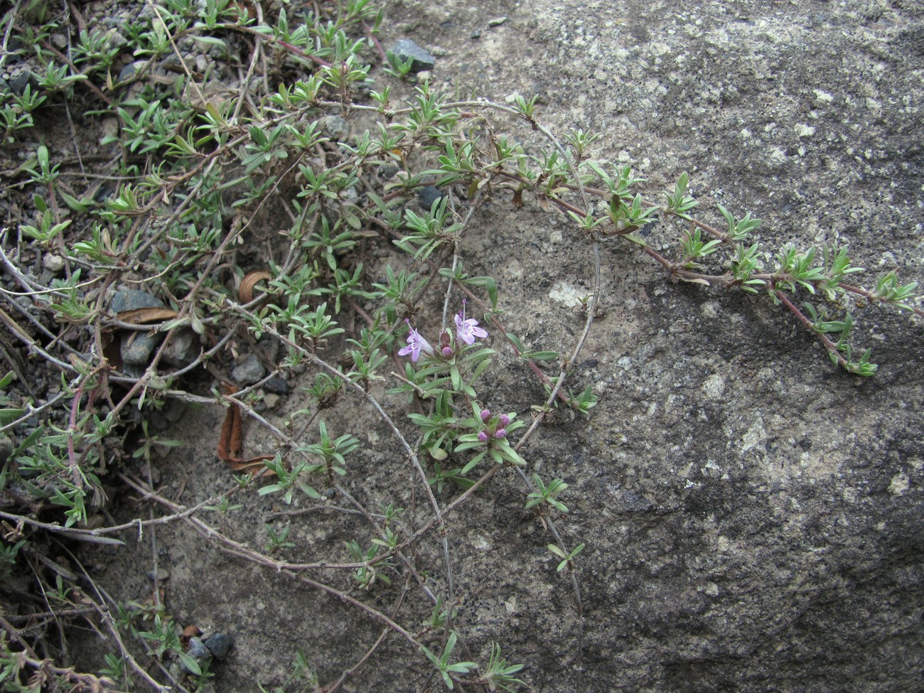 Изображение особи Thymus daghestanicus.