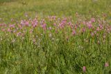 Bistorta carnea