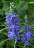 Veronica teucrium