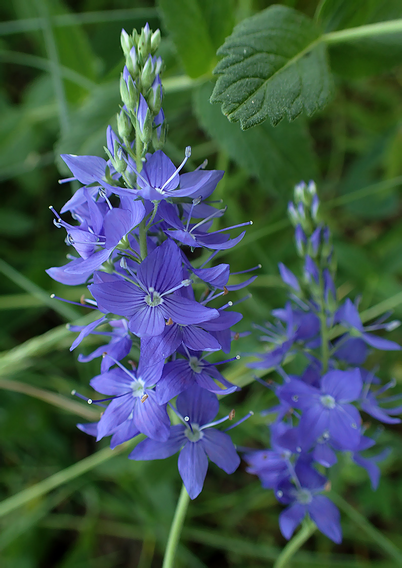 Изображение особи Veronica teucrium.