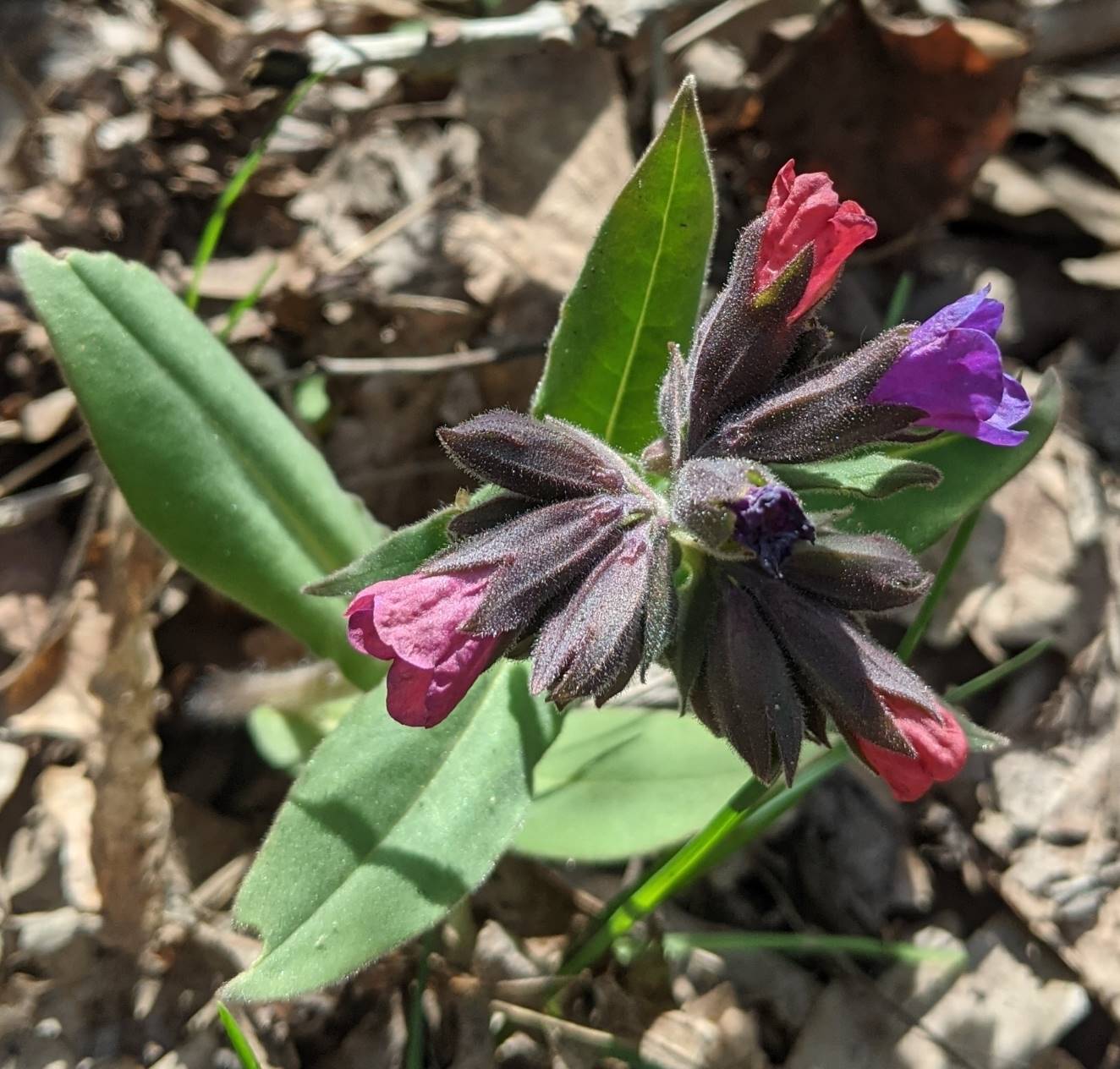 Image of Pulmonaria obscura specimen.