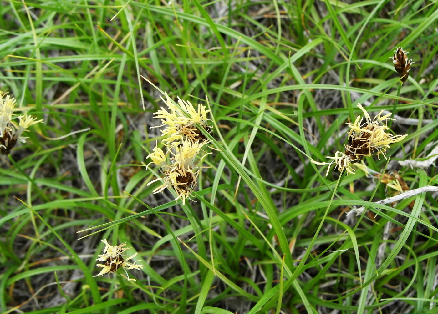 Image of Carex pachystylis specimen.