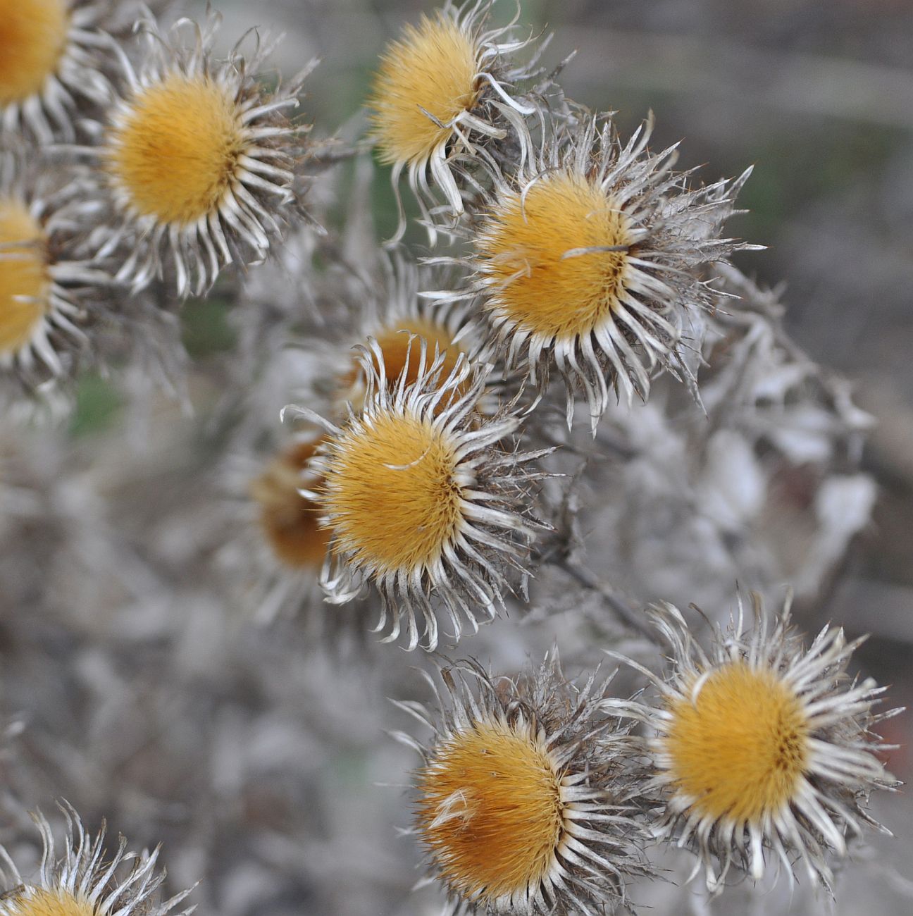 Изображение особи род Carlina.