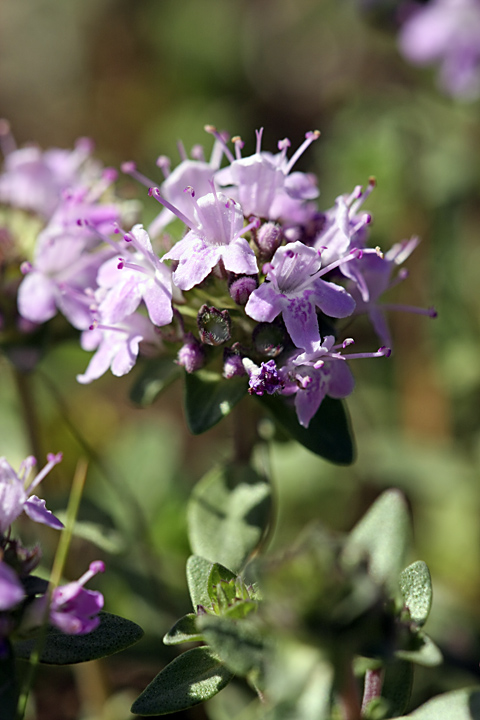 Изображение особи род Thymus.