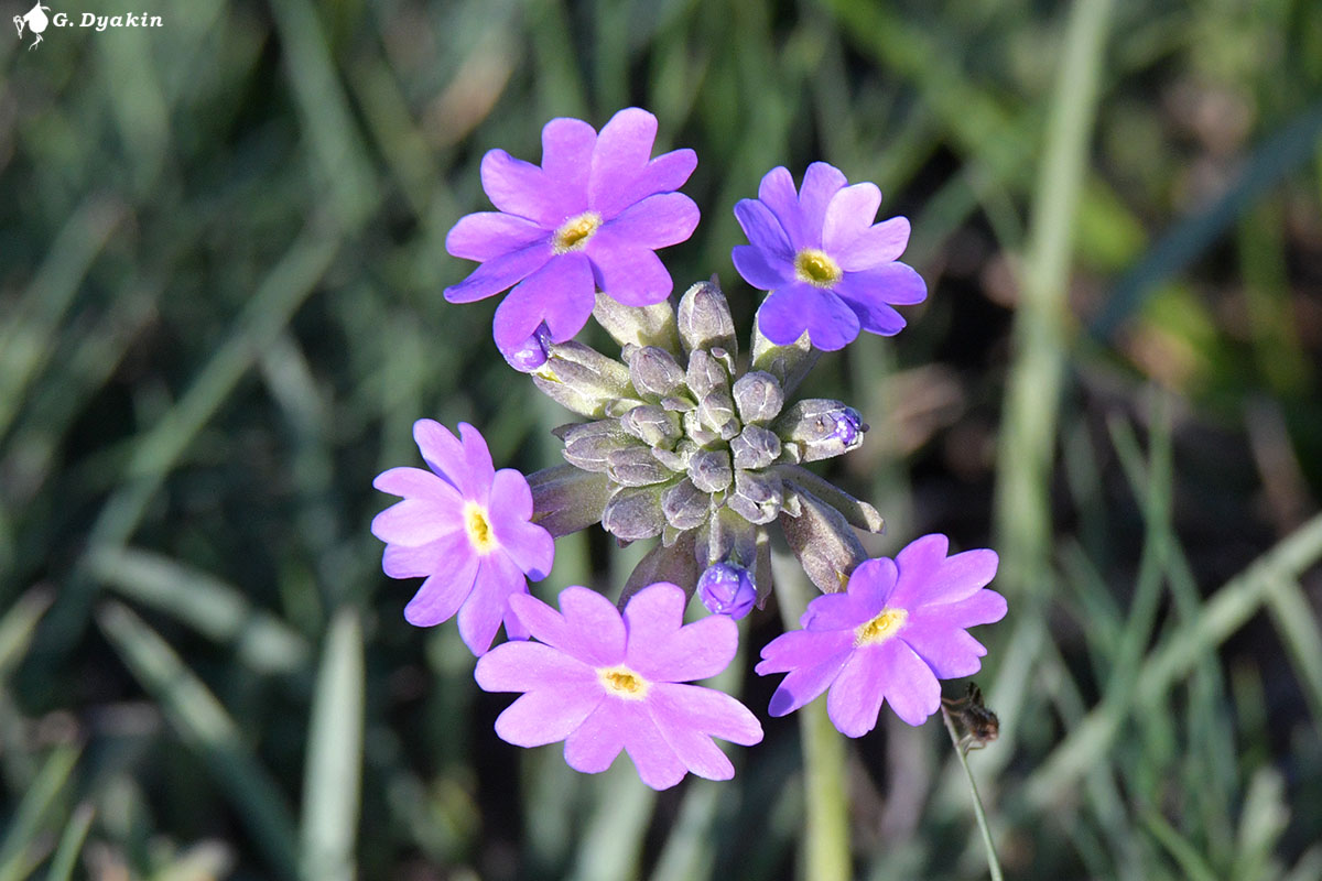 Image of Primula algida specimen.