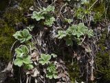 Potentilla brachypetala. Растение в начале вегетации. Северная Осетия, Ирафский р-н, левый берег реки Танадон, около 1900 м н.у.м, замоховелый каменистый обрыв. 03.05.2022.