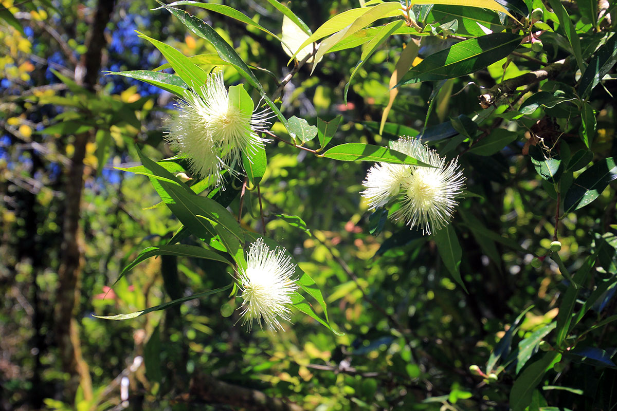 Изображение особи Syzygium jambos.