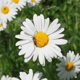 Leucanthemum vulgare