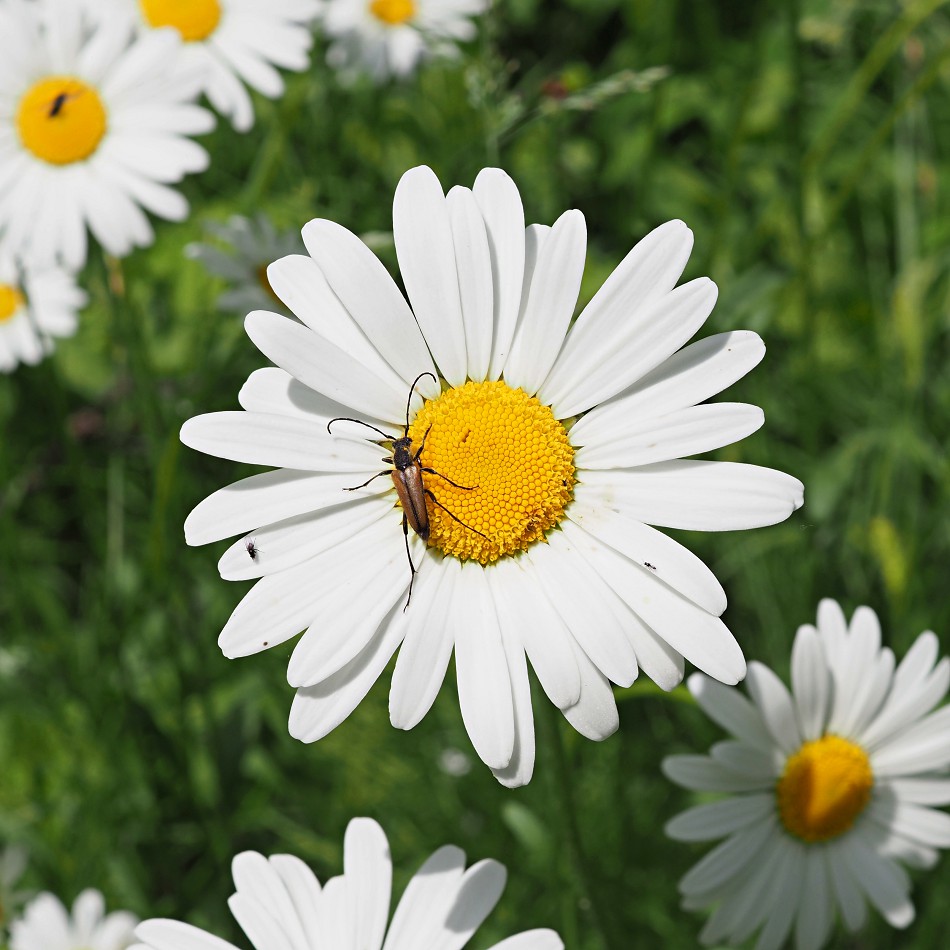 Image of Leucanthemum vulgare specimen.