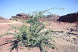 семейство Fabaceae. Цветущее растение. Эфиопия, провинция Афар, аураджа Западное Харерге, национальный парк \"Майл Сердо\". 21.12.2014.