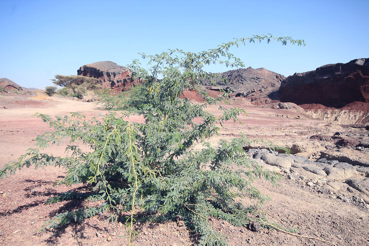 Image of familia Fabaceae specimen.