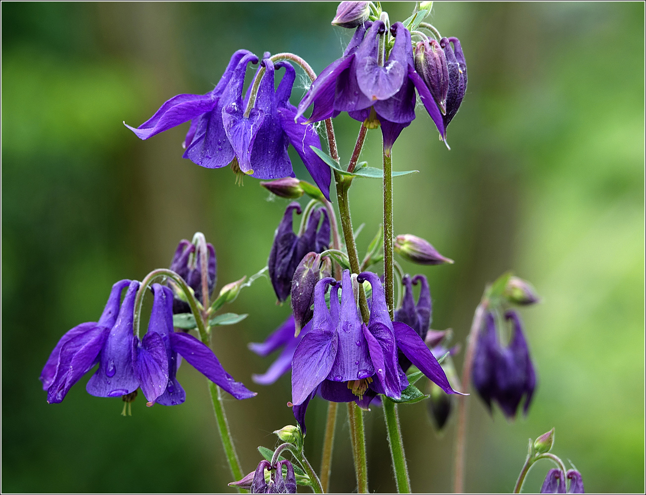 Image of Aquilegia vulgaris specimen.