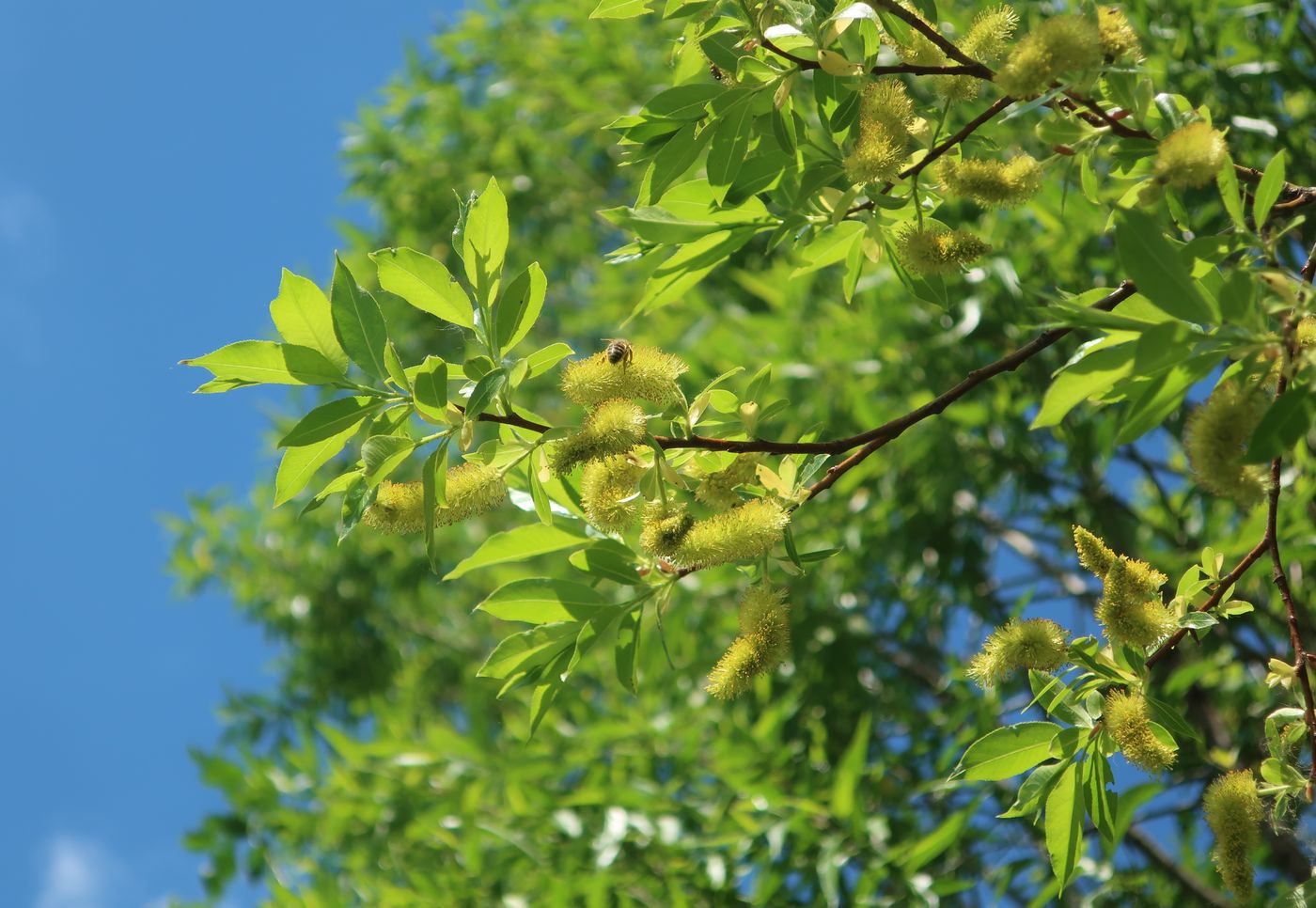 Изображение особи Salix pentandra.