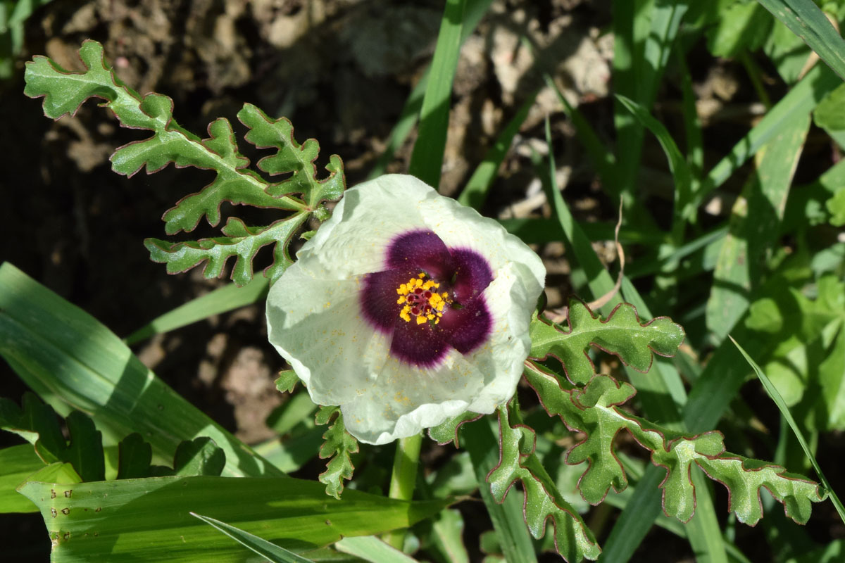 Изображение особи Hibiscus trionum.