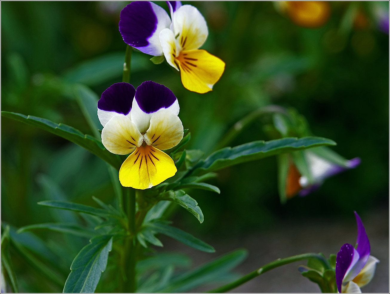 Изображение особи Viola wittrockiana.