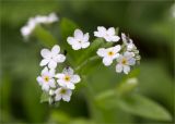 Myosotis sylvatica. Цветки. Санкт-Петербург, г. Ломоносов, Верхний парк, разнотравный луг вблизи Английской аллеи. 22.05.2021.