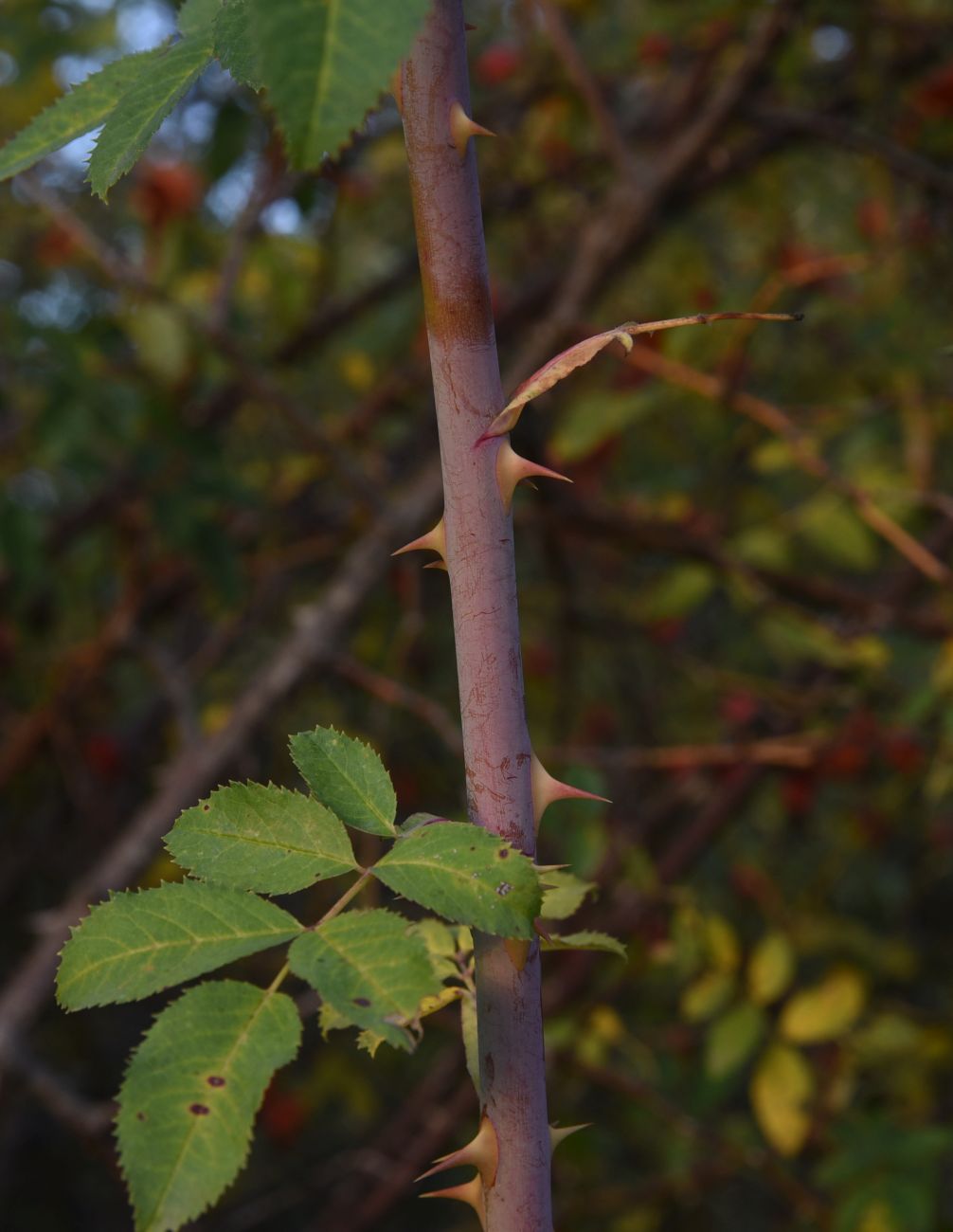 Image of genus Rosa specimen.