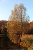 Salix alba. Дерево с листвой в осенней окраске. Москва, Тропарёвский заказник. 27 октября 2027 г.