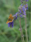 Salvia nutans. Соцветия с кормящейся Шашечницей опоясанной Melitaea cinxia (Linnaeus, 1758). Ростовская обл., Октябрьский р-н, окр. станицы Заплавская. 16.05.2010.