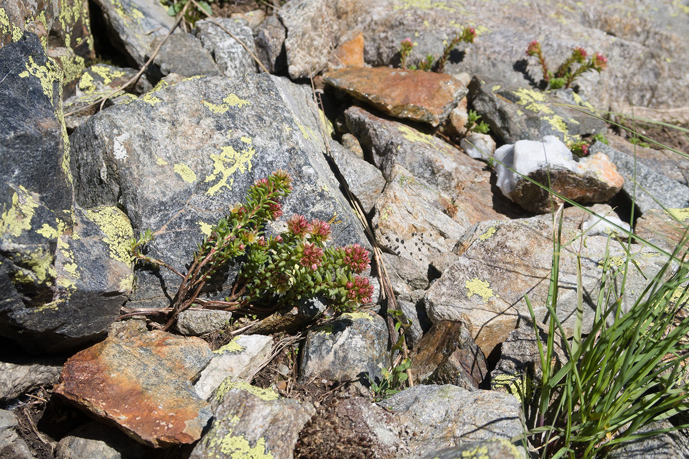 Изображение особи Sedum tenellum.