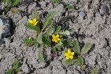 Potentilla anserina