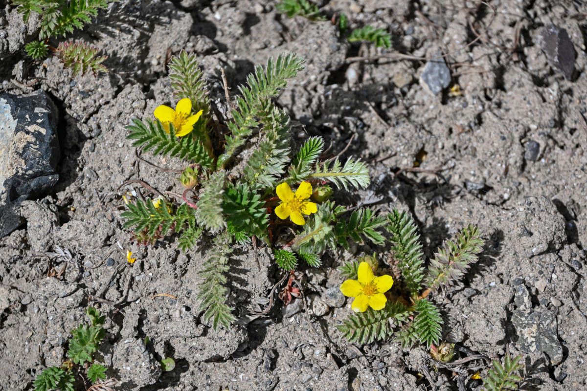 Image of Potentilla anserina specimen.