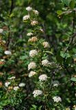 Spiraea media. Верхушка ветви с соцветиями (рядом видны ветви Cotoneaster melanocarpus). Хакасия, Ширинский р-н, окр. с. Ефремкино, скалы Тогыз-Аз, заросли кустарников у подножия степного склона. 07.06.2022.