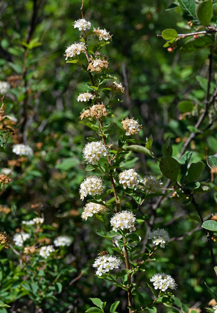 Image of Spiraea media specimen.