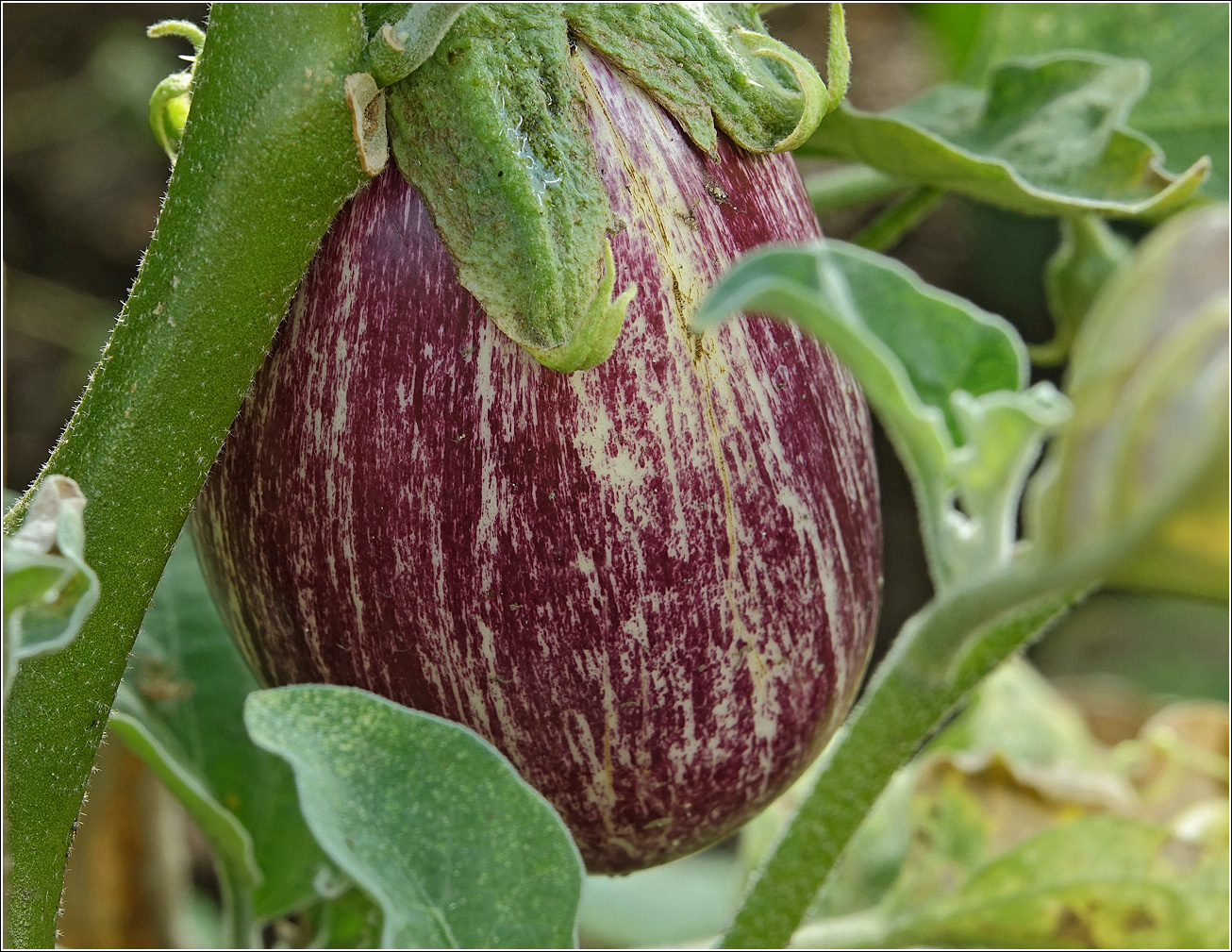 Изображение особи Solanum melongena.