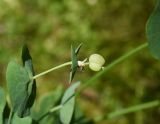 Euphorbia macroceras. Верхушка побега с плодом. Республика Адыгея, Майкопский р-н, окр. пос. Каменномостский, дно ущелья р. Мишоко в средней части, широколиственный лес. 30 июля 2022 г.