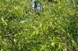 Salix pierotii