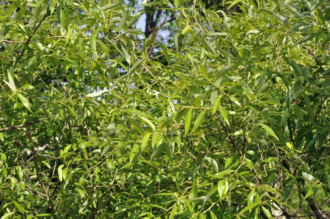 Изображение особи Salix pierotii.