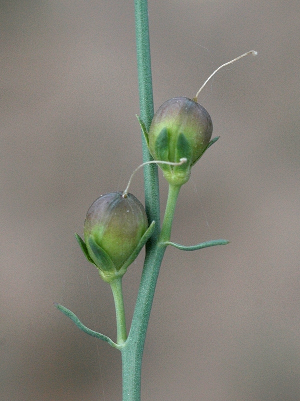 Изображение особи Linaria dolichoceras.