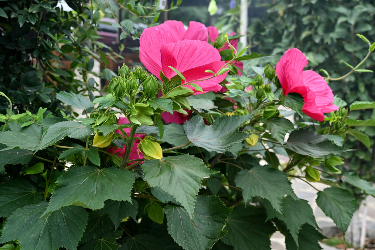 Image of Hibiscus × hybridus specimen.