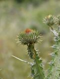Onopordum acanthium. Верхушка побега с развивающимся соцветием. Республика Ингушетия, Джейрахский р-н, аул Лялах. 22 июля 2022 г.