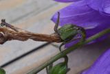 Campanula rapunculoides