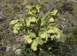 Helleborus foetidus
