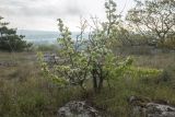 Pyrus communis. Цветущее растение. Ростовская обл., Тарасовский р-н, гора Городище, каменисто-песчаная степь. 23.04.2023.