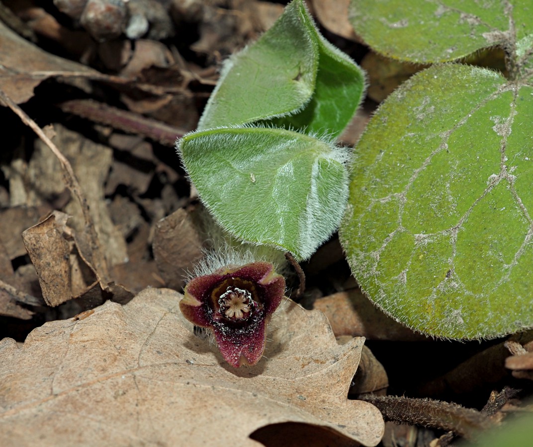 Image of Asarum europaeum specimen.