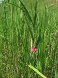 Lathyrus nissolia. Верхушка цветущего растения. Краснодарский край, Успенский р-н, степь. 23.05.2023.