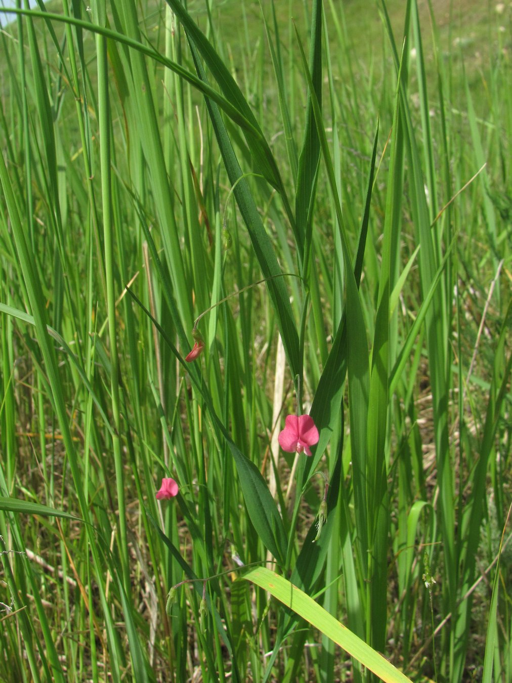 Image of Lathyrus nissolia specimen.