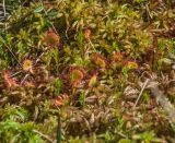 Drosera rotundifolia